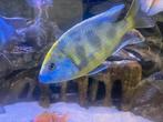 Nimbochromis venustus -  Malawi cichliden, Dieren en Toebehoren, Vissen | Aquariumvissen