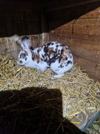 Rex driekleur voedster, Dieren en Toebehoren, Konijnen, Vrouwelijk