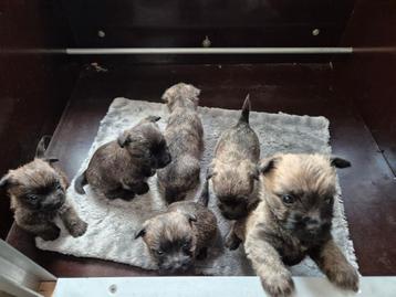 Cairnterrier pupjes met fci stamboom  beschikbaar voor biedingen