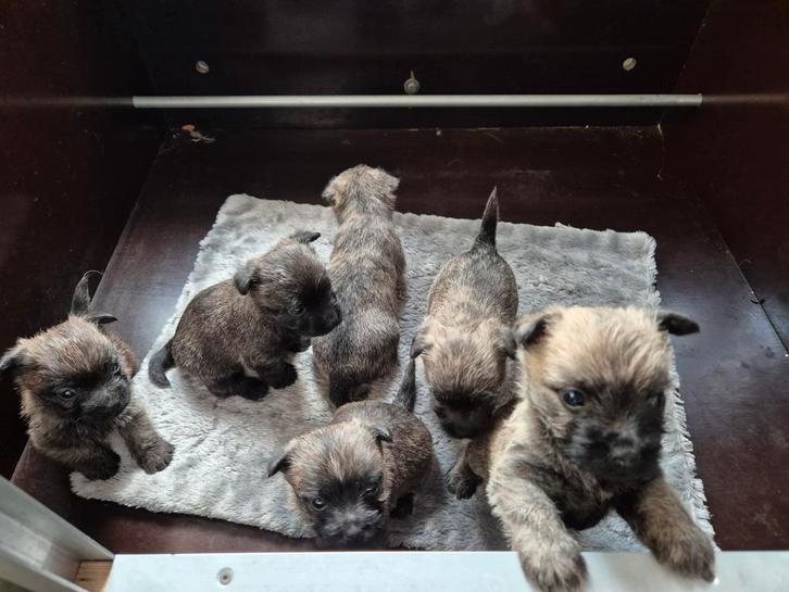 Cairnterrier pupjes met fci stamboom, Dieren en Toebehoren, Honden | Jack Russells en Terriërs, Meerdere dieren, Overige rassen