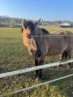 Verzorgster/bijrijder gezocht, Dieren en Toebehoren, Ophalen, Nieuw