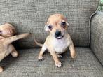 Dwergpincher x Chihuahua Pups., Dieren en Toebehoren, Rabiës (hondsdolheid), Overige rassen, 8 tot 15 weken, Meerdere