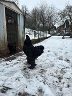 Zwarte brahma hanen, Dieren en Toebehoren, Mannelijk, Kip