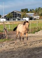 Valk PRE merrieveulen,(nieuwe foto's) en mini-Shetveulen, Dieren en Toebehoren, Paarden, Hengst, Dressuurpaard, 0 tot 2 jaar