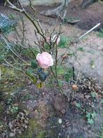 Roos rozen rozenstruik rozenbottel tuin terras planten, Ophalen, Overige soorten, Volle zon