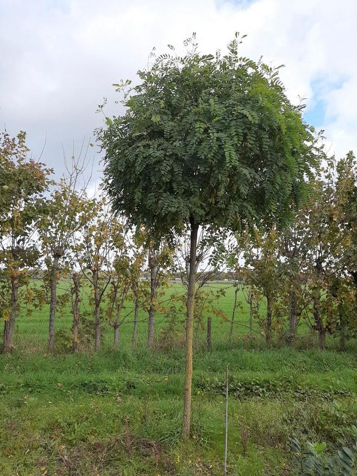 Bolacacia, Robinia ps.ac. Umbraculifera, Tuin en Terras, Planten | Bomen, Volle zon, Ophalen