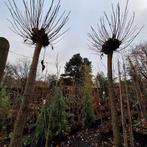 Bolcatalpa -, Ophalen, Gehele jaar, Volle zon, Zaad