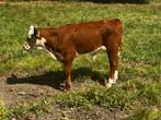 Hereford stierkalf, Dieren en Toebehoren, Meerdere dieren, 0 tot 2 jaar