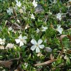 Witte - Maagdenpalm - Vinca minor ‘Gertrude Jekyll’, Ophalen of Verzenden, Zomer, Overige soorten, Volle zon