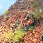 Jonge Ancistrus Algeneters (1.5-3cm), Vis, Zoetwatervis