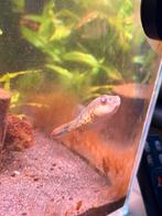 Pao abei - pufferfish/ kogelvis, Vis