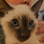 Traditioneel siamees Poesje  (lees advertentie goed), Poes, Gechipt, 0 tot 2 jaar