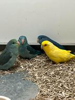 Forpus poppen 0-4, Dieren en Toebehoren, Vogels | Parkieten en Papegaaien, Vrouwelijk, Parkiet, Geringd