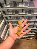 1.0 mandarin tangerine black night luipaardgekko, Dieren en Toebehoren, Reptielen en Amfibieën, Hagedis, 0 tot 2 jaar