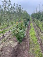 Nog wat laurier voor haag 80-100 en 100-125 en 150-175cm, Ophalen of Verzenden, Laurier, 100 tot 250 cm