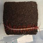 scolopendra dehaani, Dieren en Toebehoren