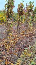 meerstammige magnolia heaven scent 200-250, Tuin en Terras, Overige soorten, Lente, Ophalen, Volle zon