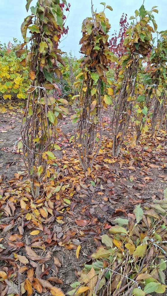 meerstammige magnolia heaven scent 200-250, Tuin en Terras, Planten | Bomen, Overige soorten, Volle zon, Lente, In pot, Ophalen