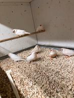 16 zebravinken, Dieren en Toebehoren, Vogels | Overige Vogels, Meerdere dieren