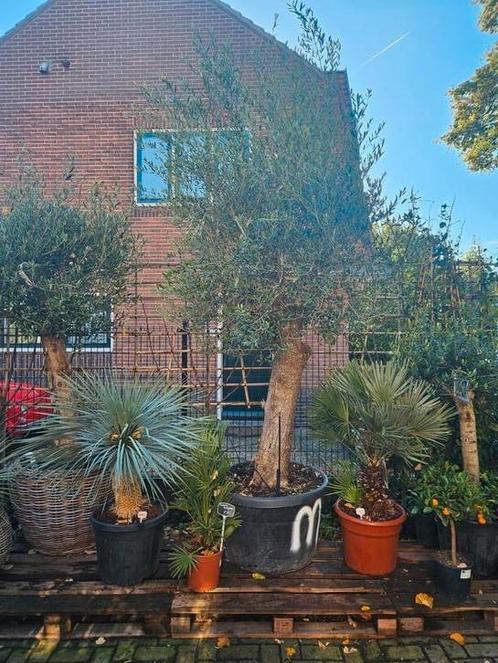 Olijfboom 3 meter hoog, dikke grillige stam, Tuin en Terras, Planten | Bomen, Olijfboom, 100 tot 250 cm, Volle zon, Bloeit niet