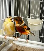 Mooie koppel Kanaries, Dieren en Toebehoren, Meerdere dieren, Kleurkanarie