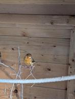 3 mannen kanaries, Dieren en Toebehoren, Vogels | Kanaries, Mannelijk, Kleurkanarie