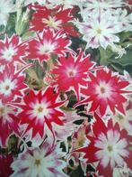 Zaden Sterphlox/vlambloem Twinkle mix- Phlox drummondii, Verzenden, Voorjaar, Volle zon, Zaad