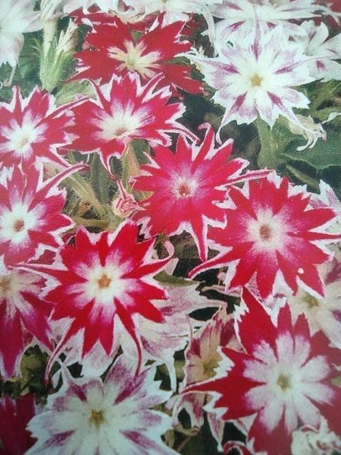 Zaden Sterphlox/vlambloem Twinkle mix- Phlox drummondii, Tuin en Terras, Bloembollen en Zaden, Zaad, Voorjaar, Volle zon, Verzenden