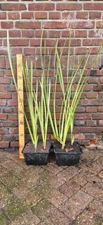 Acorus calamus 'Variegata' Bonte kalmoes, Ophalen, Vaste plant, Halfschaduw, Zomer