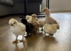 Zijdehoen USA kuikens te koop! Mogen met 4 weken weg, Geslacht onbekend, Kip