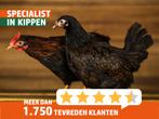 Barnevelder kriel | Goede leggers | Passend advies, Meerdere dieren, Kip