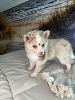 pomsky F2, CDV (hondenziekte), 8 tot 15 weken, Poolhond, Meerdere
