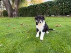Australian Shepherd x Border Collie pups, Nederland, CDV (hondenziekte), 8 tot 15 weken, Collie