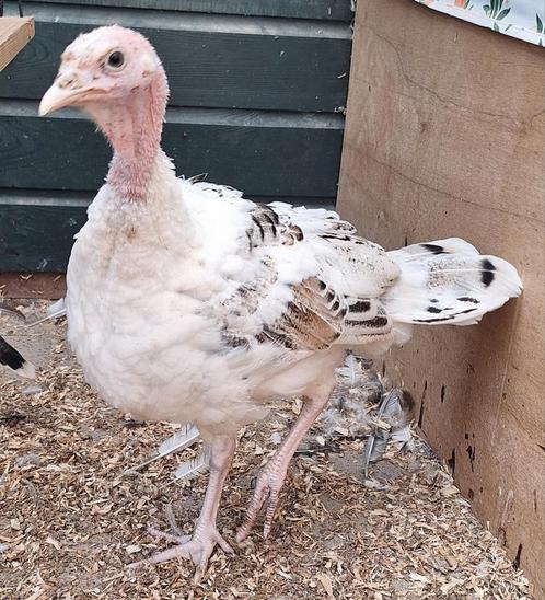 Ronquiére kalkoenen te koop van 5 juni 2025., Dieren en Toebehoren, Pluimvee, Meerdere dieren