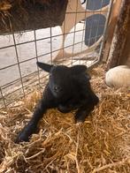 2 leuke fleslammeren, Dieren en Toebehoren, Meerdere dieren, Schaap