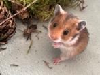 Syrische hamster mannetje, Dieren en Toebehoren, Knaagdieren, Hamster, Mannelijk, November, Tam