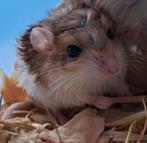 Vet/dikstaart gerbils, Dieren en Toebehoren, Juli, Meerdere dieren, Overige typen