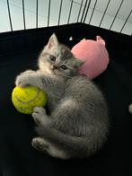 Britse Korthaar Kittens, Dieren en Toebehoren, Katten en Kittens | Raskatten | Korthaar, Meerdere dieren, Met stamboom