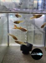 Poecilia Wingei blonde endler guppy, Vis