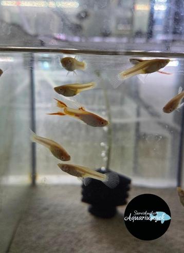 Poecilia Wingei blonde endler guppy beschikbaar voor biedingen