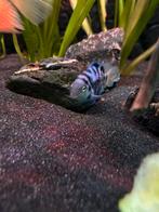 Zebra cicliden 2x, Dieren en Toebehoren, Vis