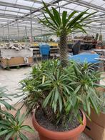 Caudex Pachypodium Lamerei Madagaskar  potmaat 40 cm., Huis en Inrichting, 100 tot 150 cm, Overige soorten, Ophalen of Verzenden