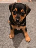 Jack Russell pups , mogen weg voor kerstvakantie!, Parvo, Jack Russell Terriër, 8 tot 15 weken, Meerdere dieren