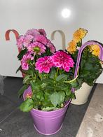 Dalia incl gratis hangpot, Ophalen of Verzenden, Zomer, Overige soorten