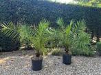 Palm Phoenix canariensis, Ophalen, Bloeit niet, Overige soorten, Volle zon