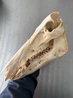 Schedel wild zwijn, Ophalen of Verzenden