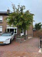 Acacia boom in bak - gratis, Tuin en Terras, Planten | Bomen, Ophalen, Halfschaduw, Overige soorten, 100 tot 250 cm