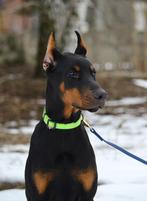 Dobermann, Dieren en Toebehoren, Parvo, Nederland, 15 weken tot 1 jaar, Reu