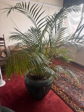 Kamerplant met pot - Afhalen beschikbaar voor biedingen