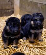 Duitse herder pups, Rabiës (hondsdolheid), 8 tot 15 weken, Meerdere, Meerdere dieren